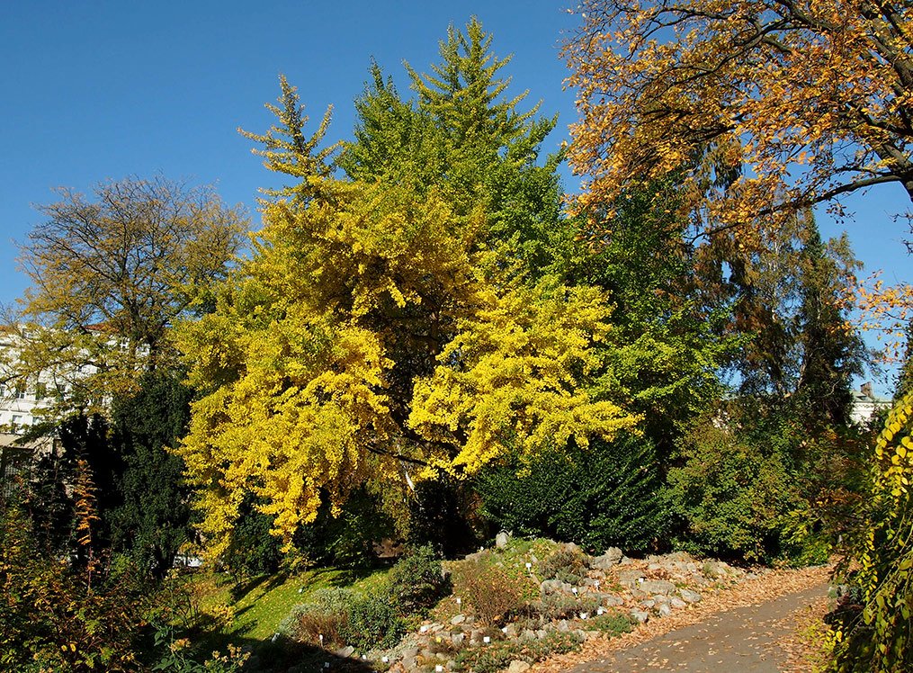 /Jinan, strom v podzimním žlutém zbarvení v Botanické zahradě na Albertově.