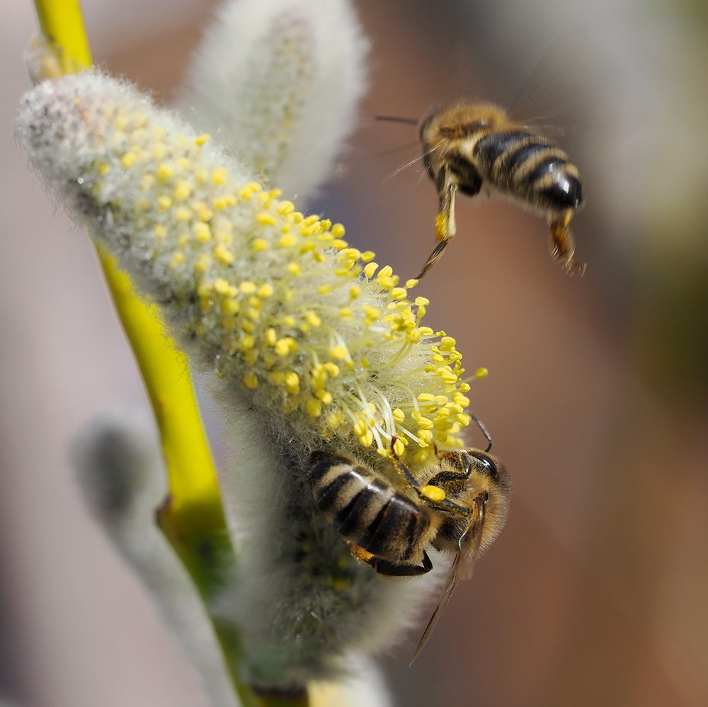 /Včely medonosné, dělnice na kvetoucí jehnědě vrby lýkovcové.