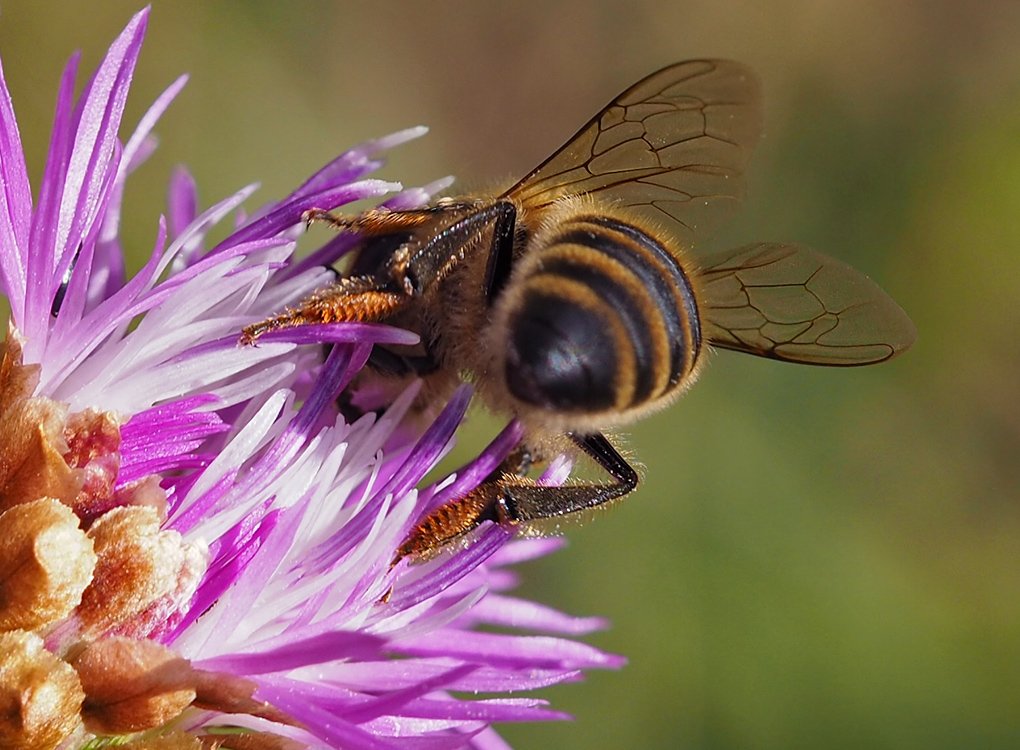/Včela medonosná má na vnitřní straně pat oranžové kartáčky.