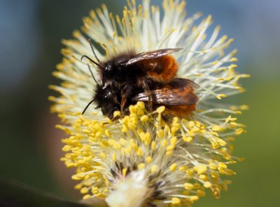 Včera se oteplilo a hromadně vyletěly samotářské včely druhu zednice rohatá.