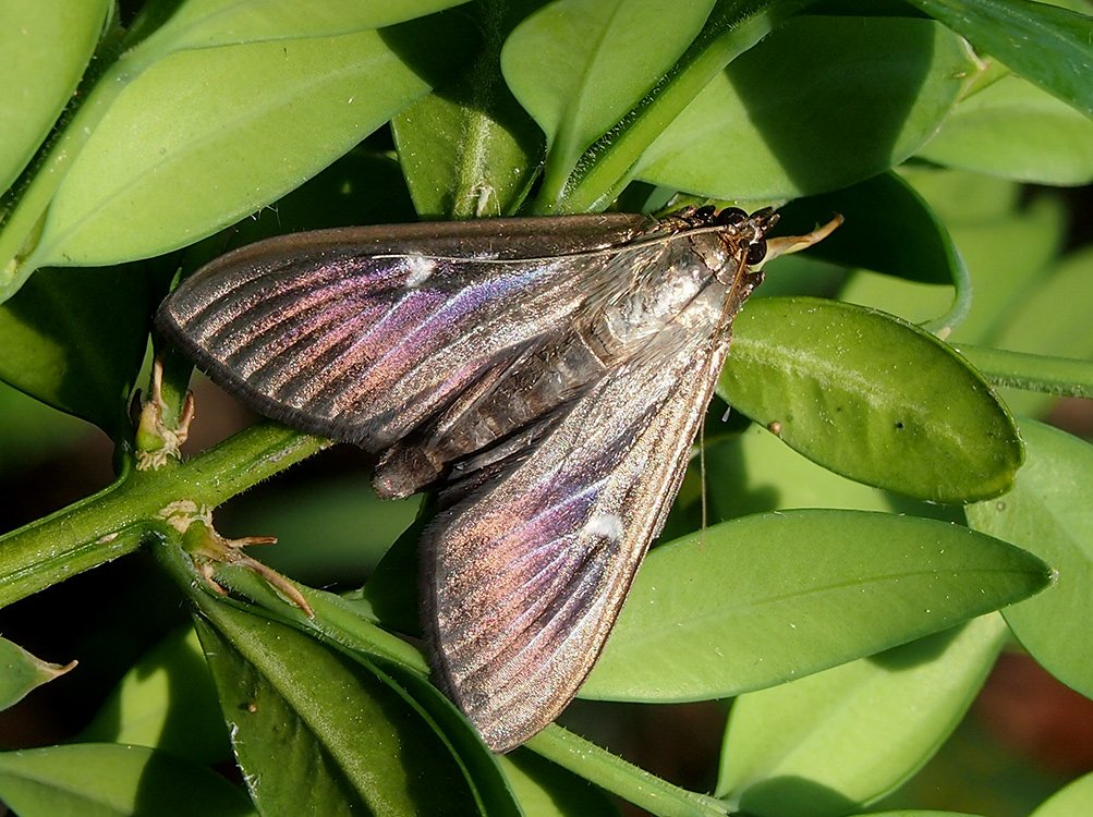 /Zavíječ zimostrázový, motýl, hnědá forma s lesklými křídly.