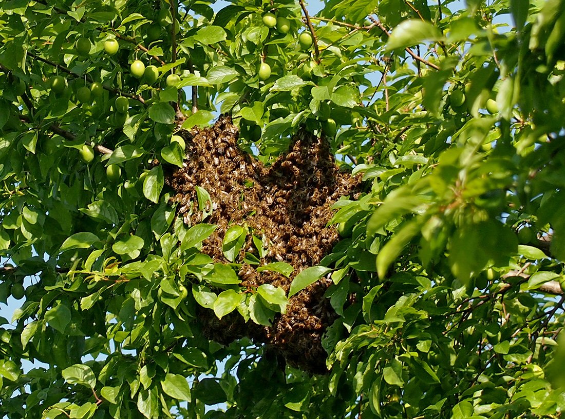 /Včelí roj mezi větvemi.