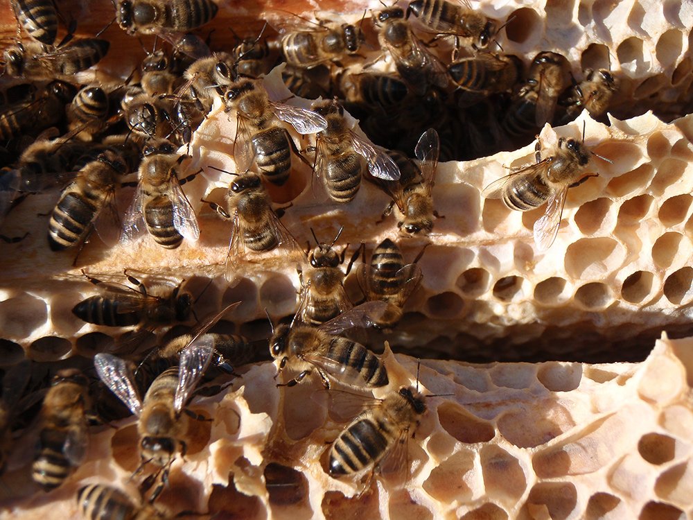 /Pohled do úlu mezi rámky se včelami, detail.