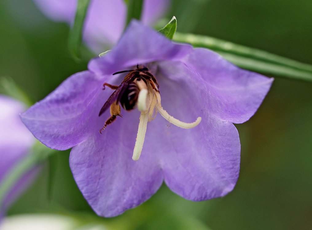 /Pískorypka saje nektar v květu zvonku.
