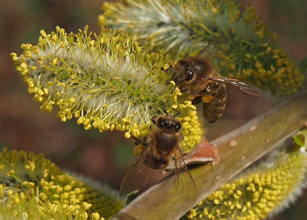 /Včely sbírají nektar a pyl na vrbové jehnědě.