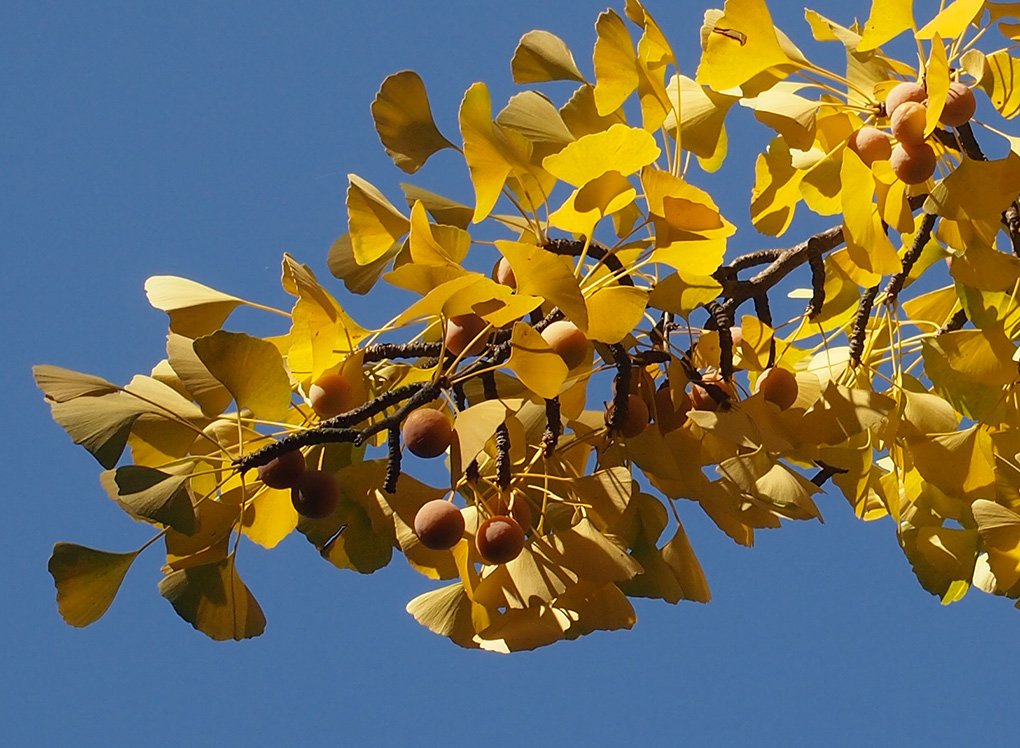 /Jinan, žluté podzimní zbarvení listů na větvi s plody.