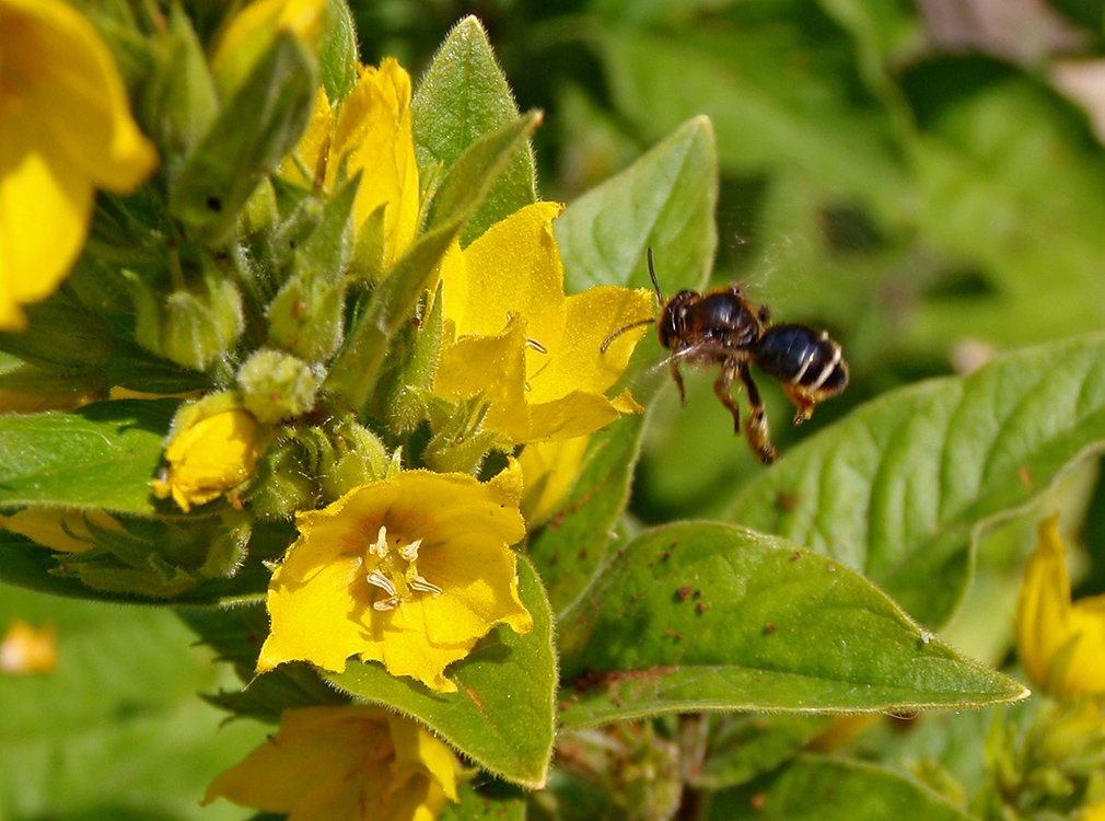 /Samotářská včela olejnice za letu u květů vrbiny.