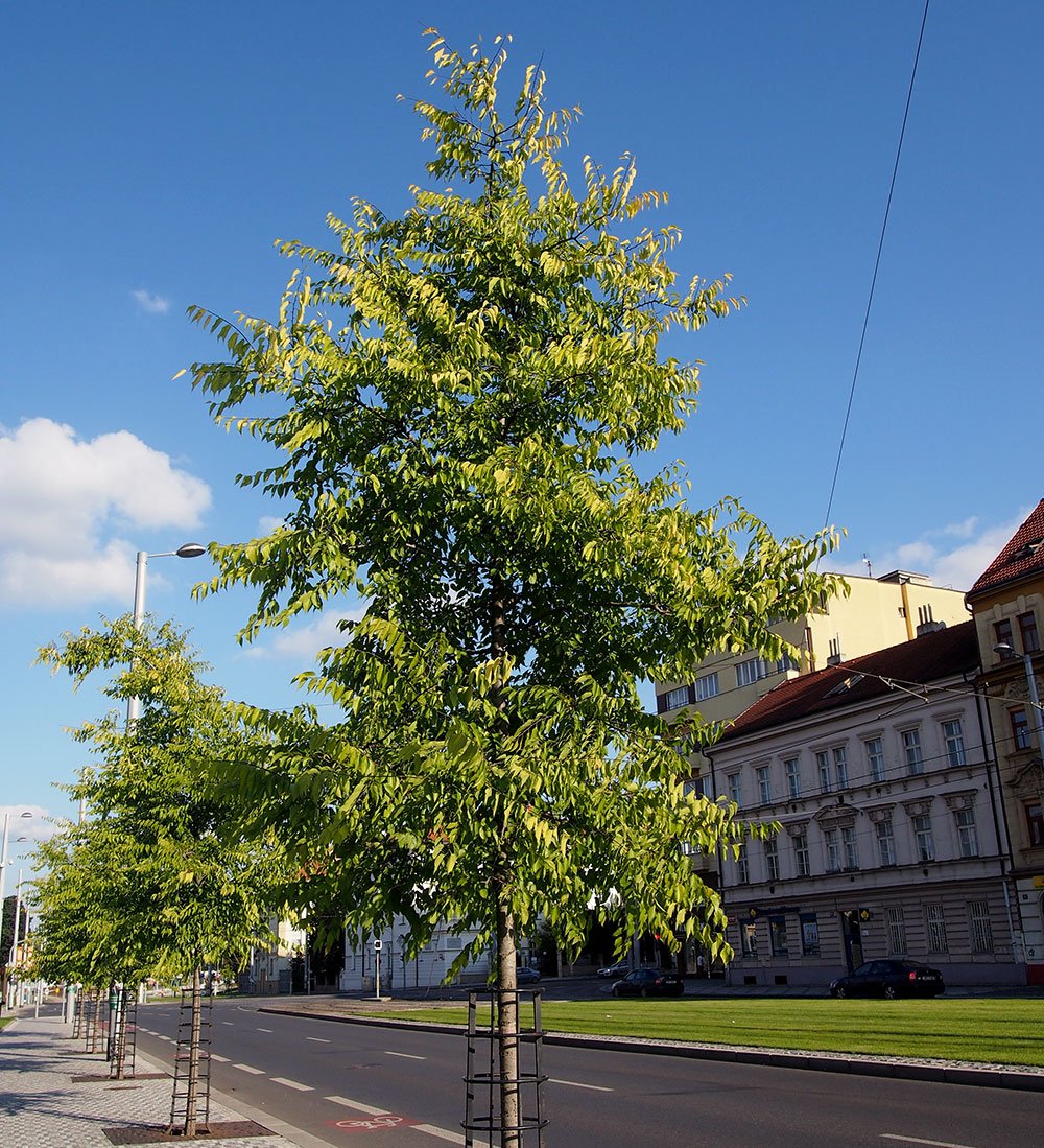 /Břestovce, vysazené stromořadí na Hradčanské.