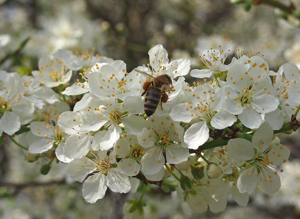 /Včela medonosná sbírá pyl.