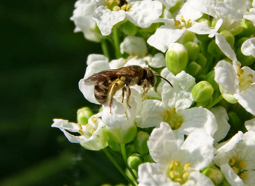 /Ploskočelka obecná, samička, sbírá pyl.