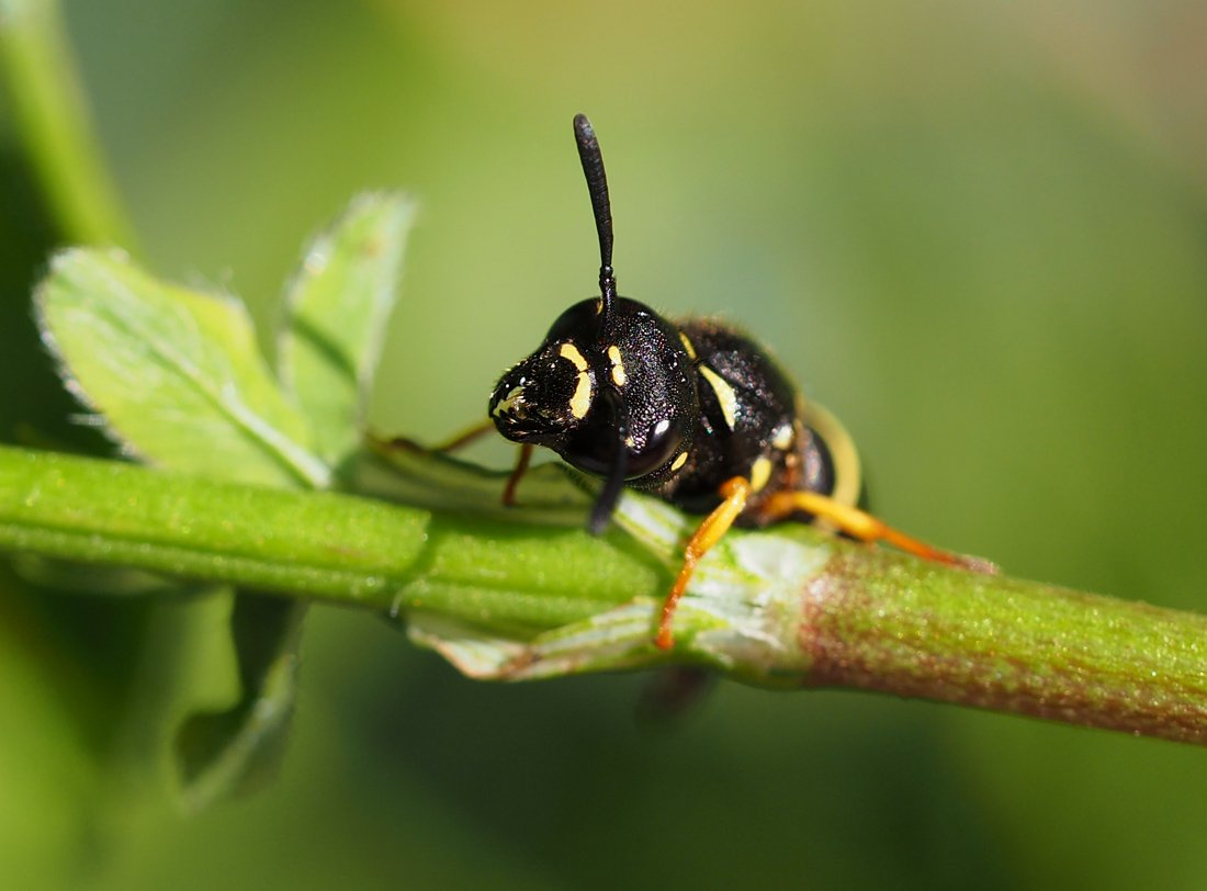 /Gymnomerus laevipes, portrét samičky.