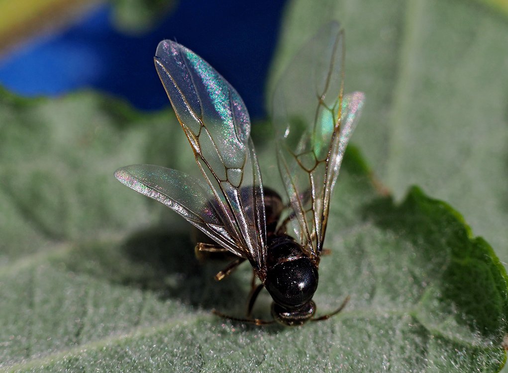 /Pohlavní generace mravenců má 4 křídla.