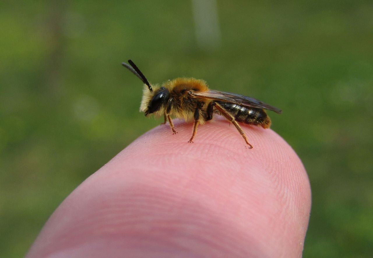/Andrena haemorrhoa - sameček na prstu. Foto David Říha