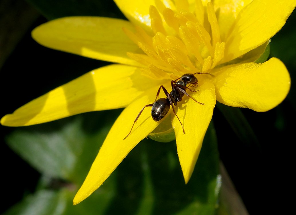 /Orsej, květ s mravencem.
