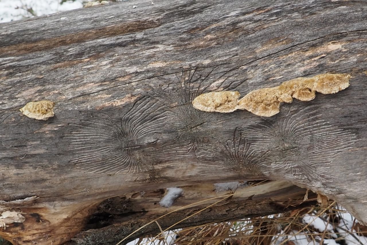 /Matečné a larvální chodby bělokazů. Z kmene vyrůstají také houby.