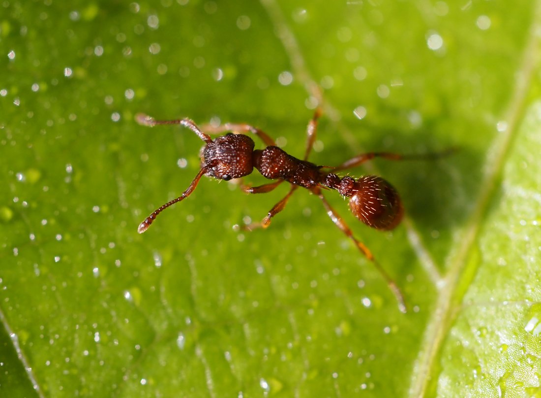 /Mravenci rodu Myrmica mají mezi hrudí a zadečkem dvoučlánkovou stopku.