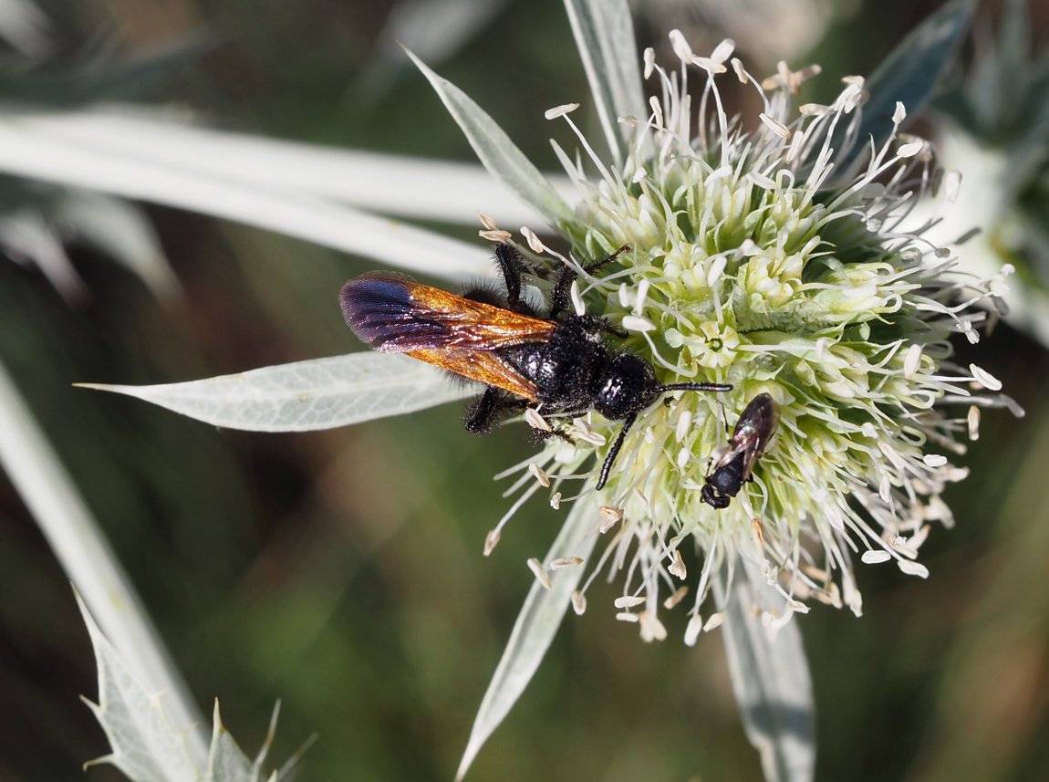 /Scolia sexmaculata má nápadně žlutohnědá křídla.