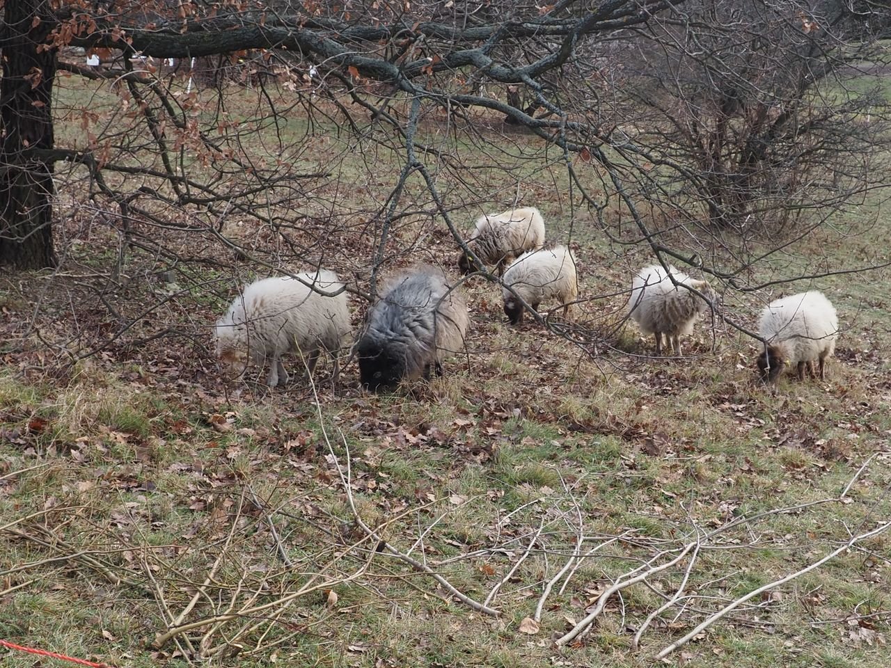 /Ovce jsou skromné a nenáročné.