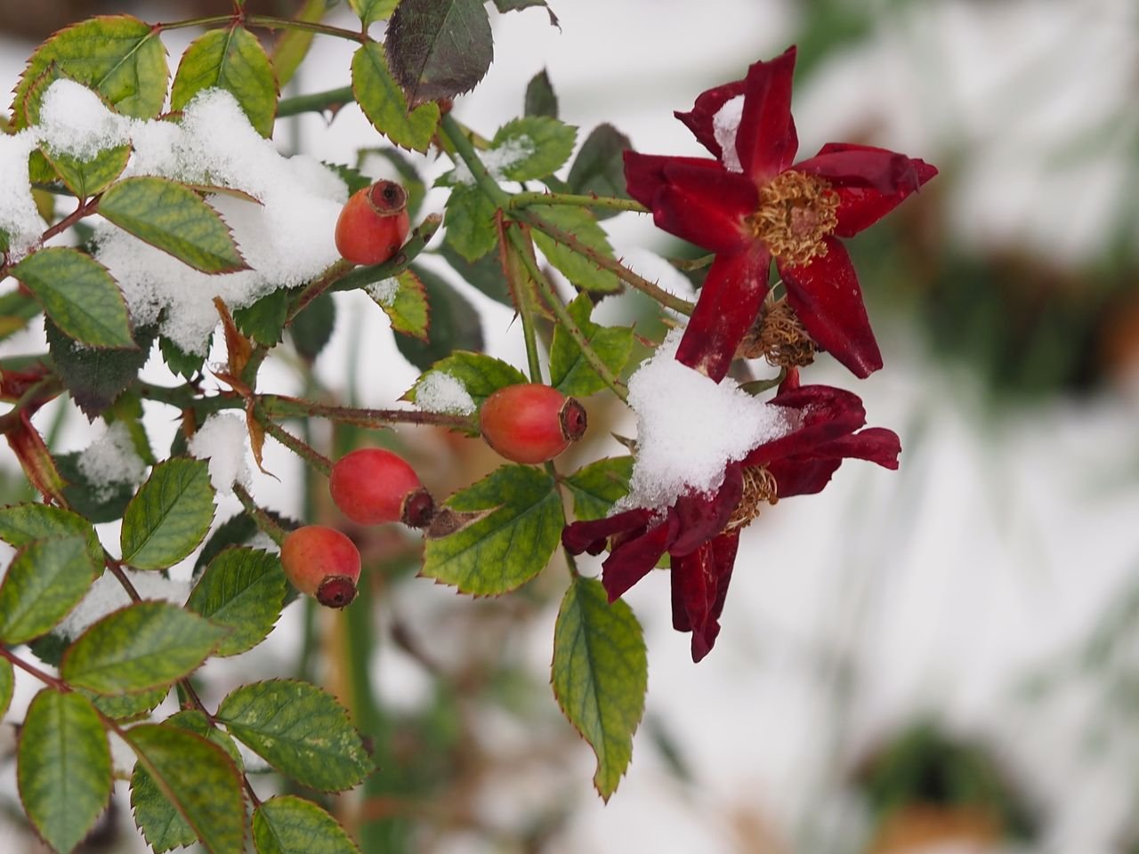 /Růže na zahrádce má zasněžené šípky i květy.