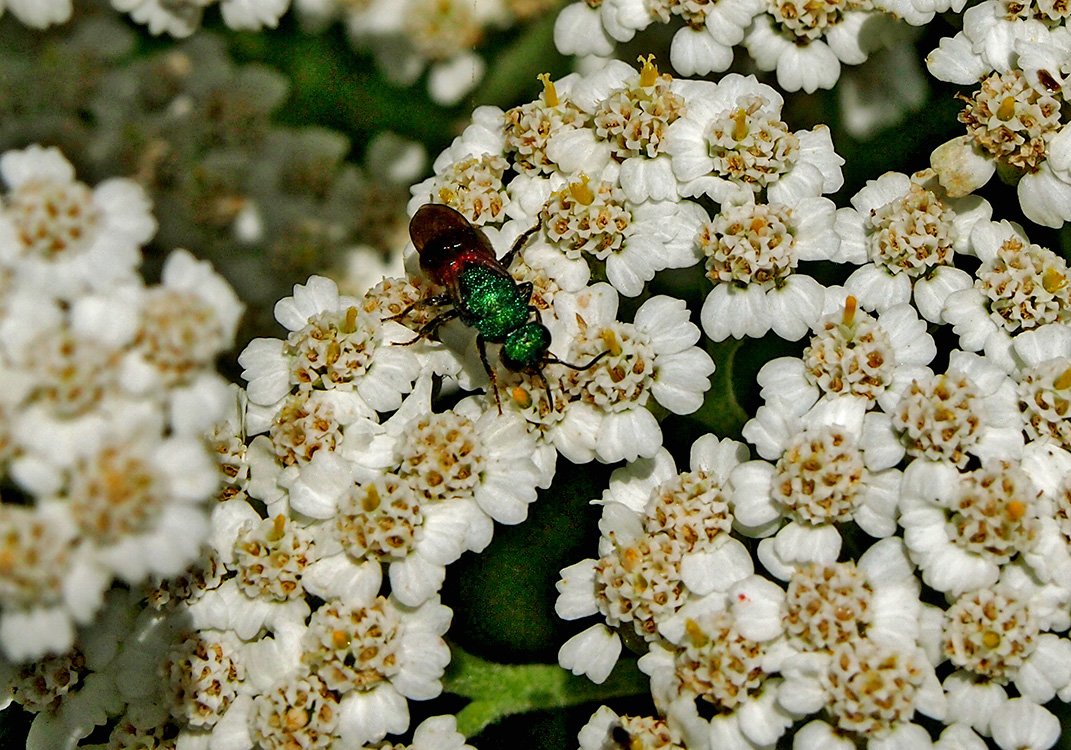 /Zlatěnka fotografovaná shora.