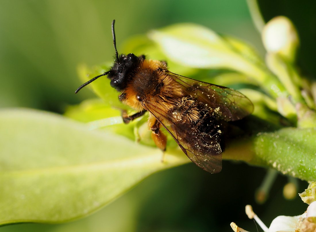 /Andrena nigroaenea - samička, foto shora.