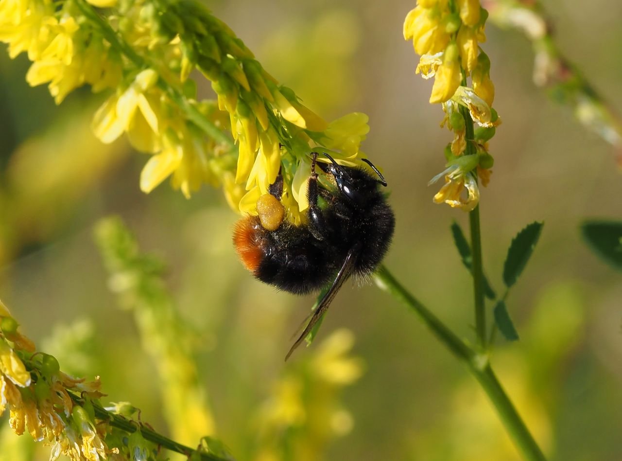 /Čmelák skalní, dělnice s nasbíraným pylem na kvítcích komonice lékařské.