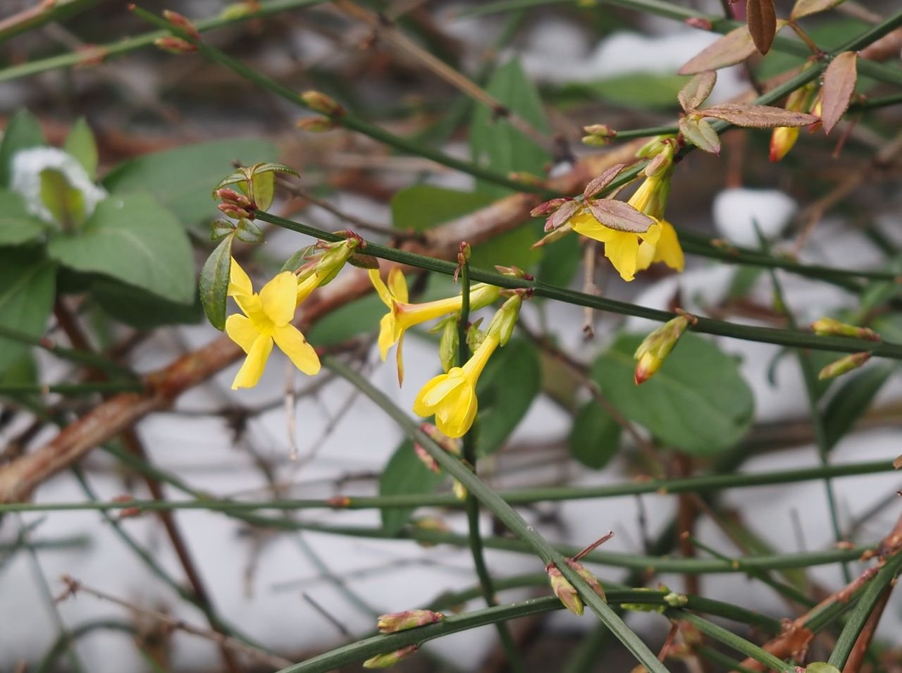 /Jasmín zimní rozkvetl v termínu prvního sněžení.