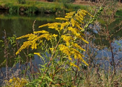Zlatobýl obrovský Zlatobýl obrovský