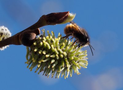 Včera poprvé vyletěly na květy jarní druhy včel samotářek.