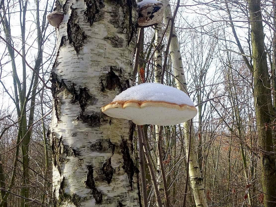 /Březovník obecný fotografoval Karel Netsch.