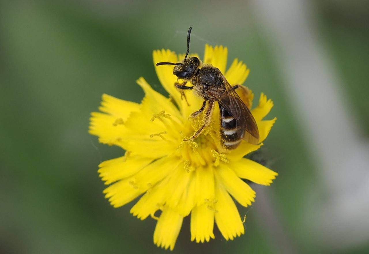 /Chlupáček Bauhinův, květ s ploskočelkou.