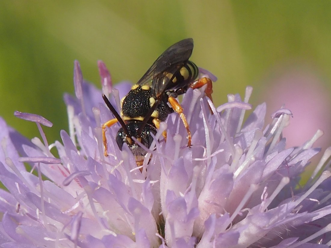 /Nomada flavopicta saje v květu chrastavce.