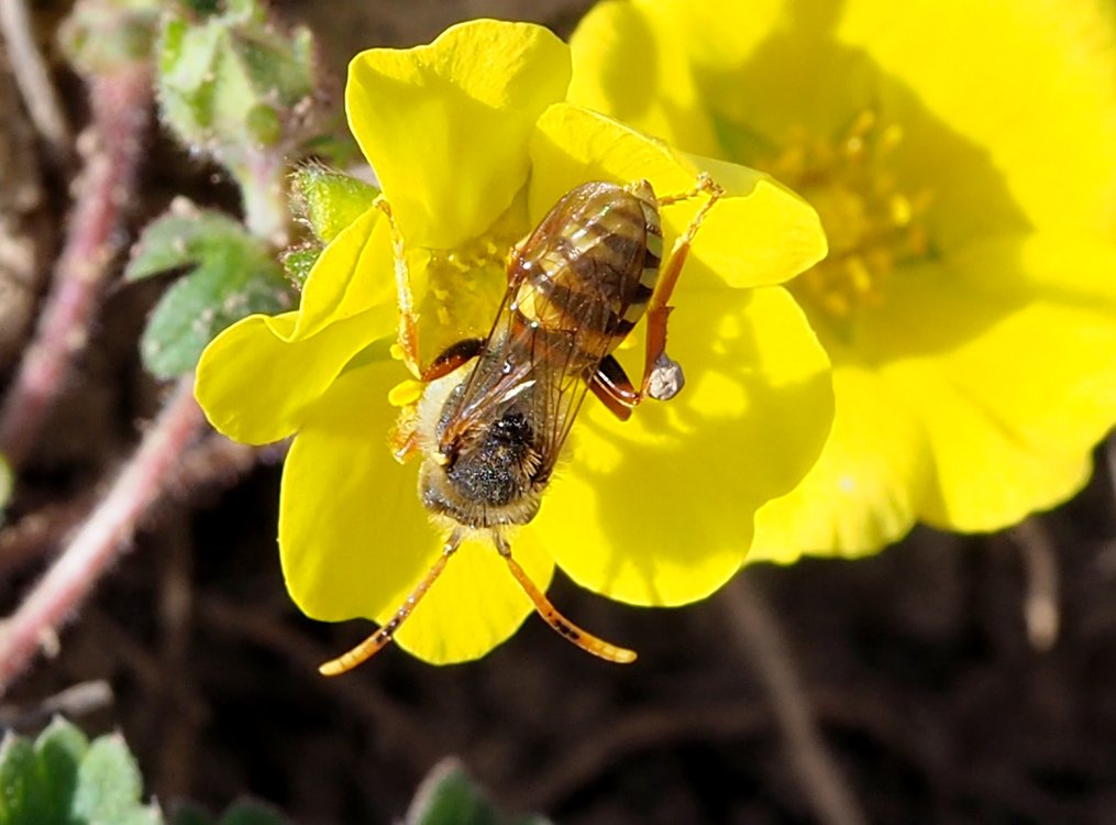 /Nomada obecná, sameček, na květu mochny písečné.