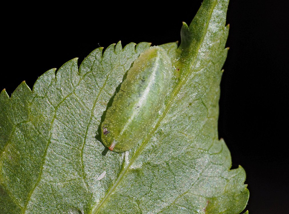 /Larva pestřenky na listu černého bezu.