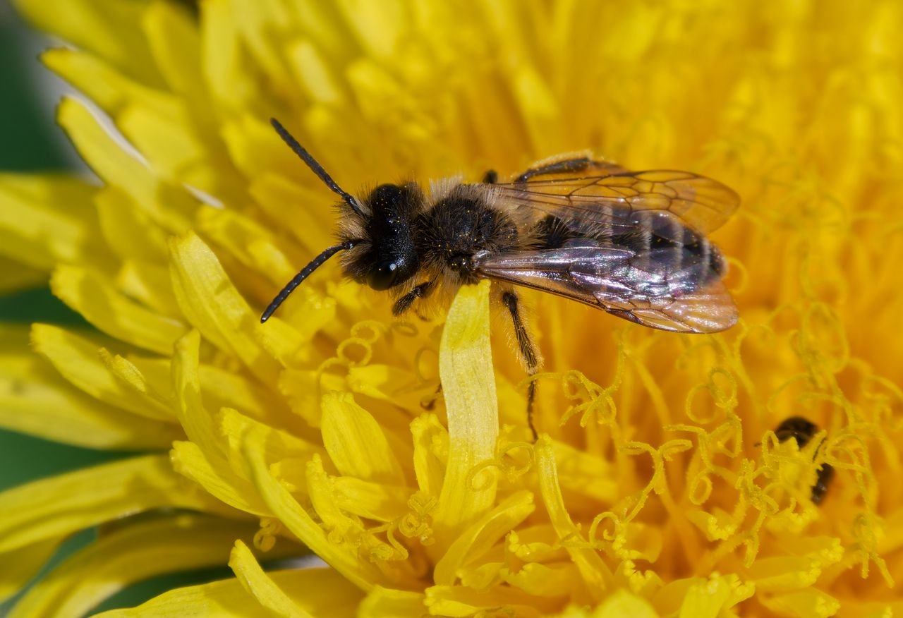 /Andrena flavipes, sameček na pampelišce. Foto Radim Herman.