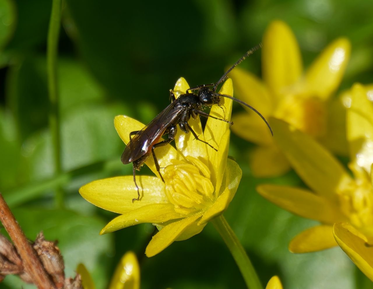 /Hrabalka jarní na květech.