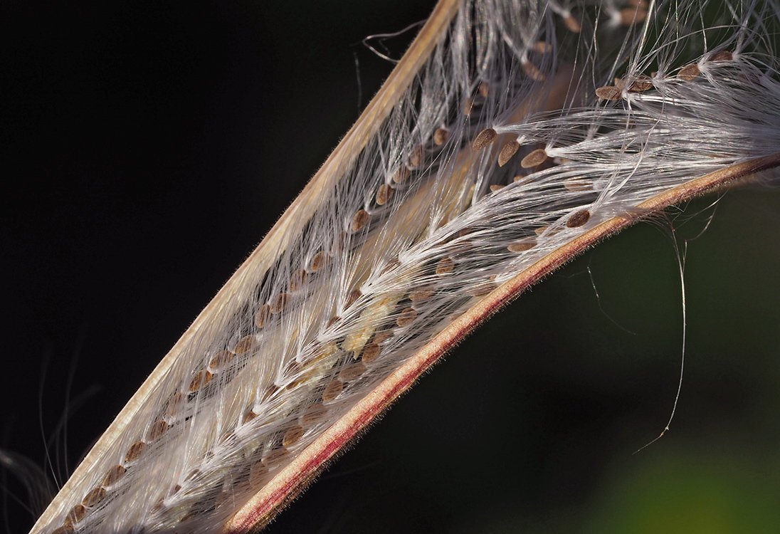/Vrbovka chlupatá, uložení semen v tobolce fotografované mikroobjektivem.