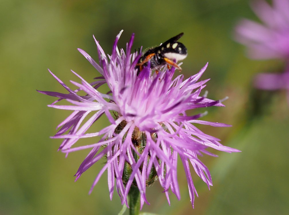 /Pseudoanthidium nanum na chrpě. /Pseudoanthidium nanum na chrpě.