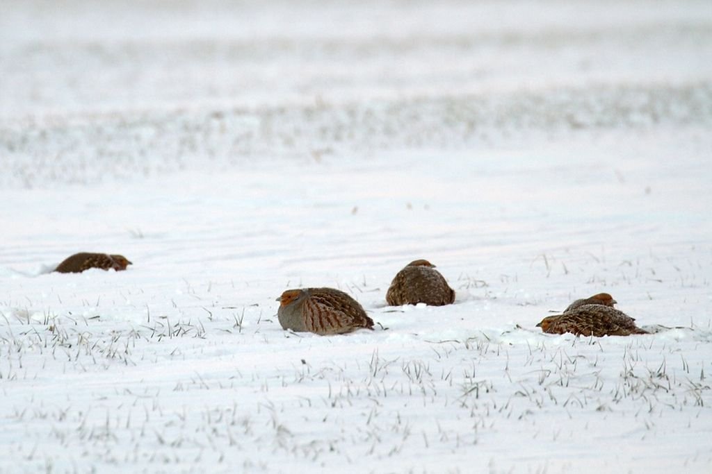 /Koroptve odpočívají ve sněhu. Foto Martin Růžek.