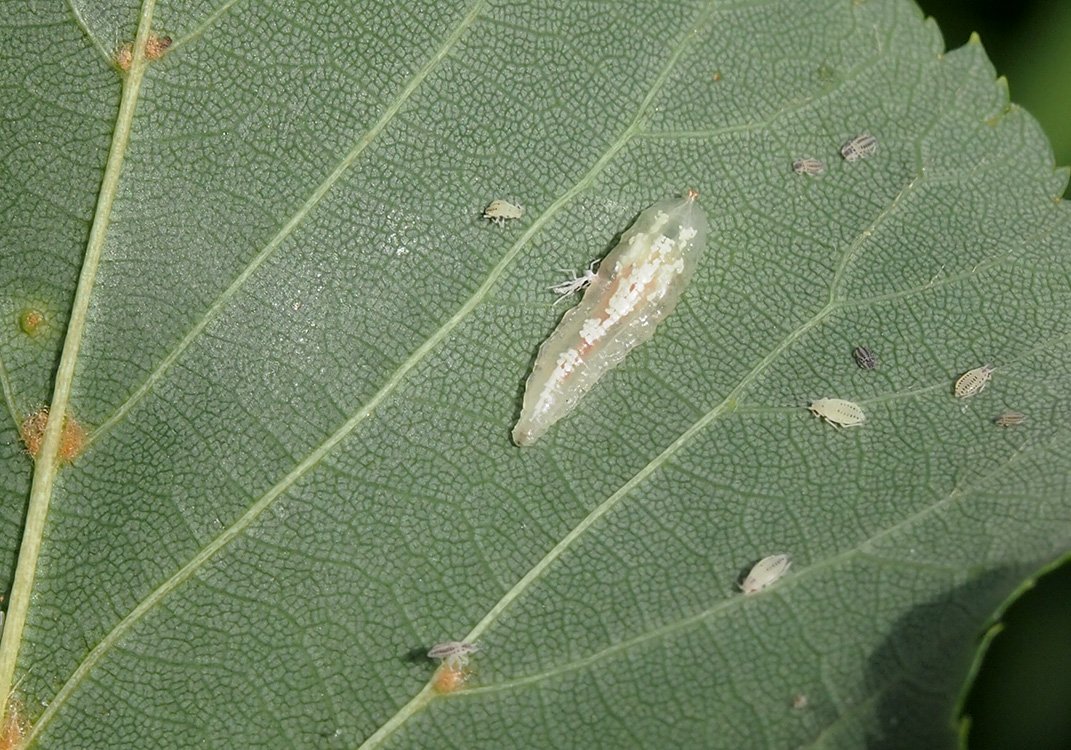 /Larva pestřenky na listu lípy.