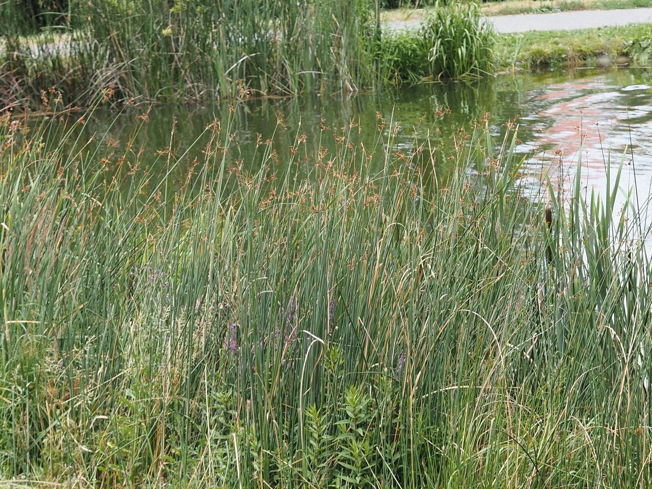 /Rybník Terezka s porostem skřípinců.