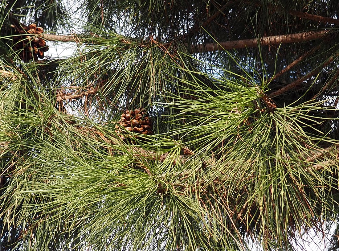 /Borovice pinie, širší záběr na větev se dvěma šiškami.