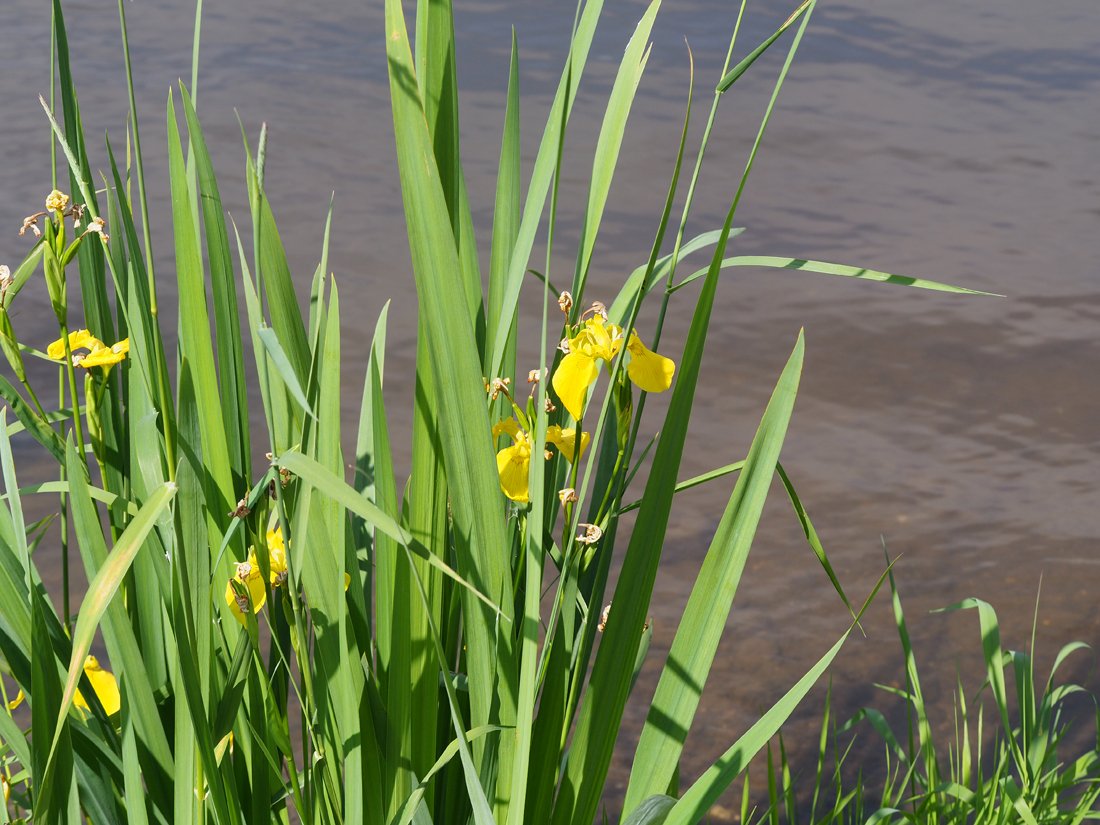 /Kosatec žlutý kvete u břehu Vltavy.