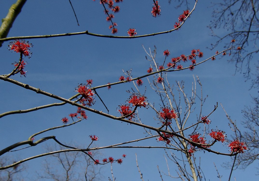 /Javor červený, větvička se samčími květy.