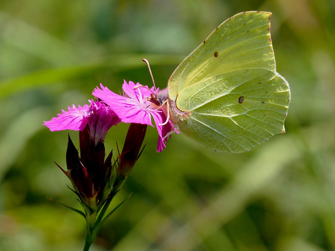 /Motýl žluťásek saje nektar z květu hvozdíku.