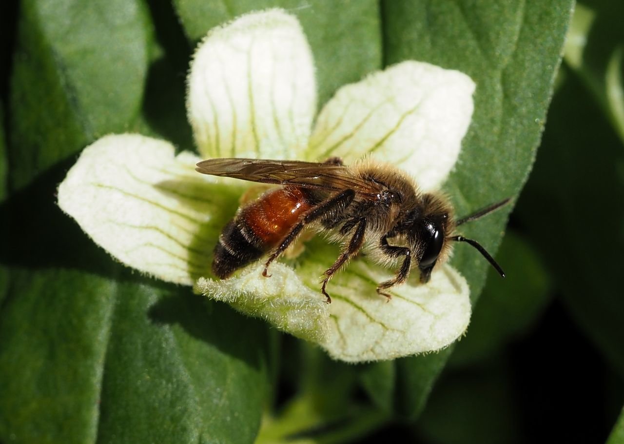 /Andrena florea - sameček.