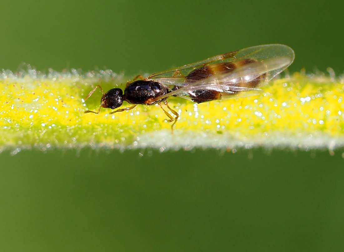 /Solenopsis fugax - samička foto shora.