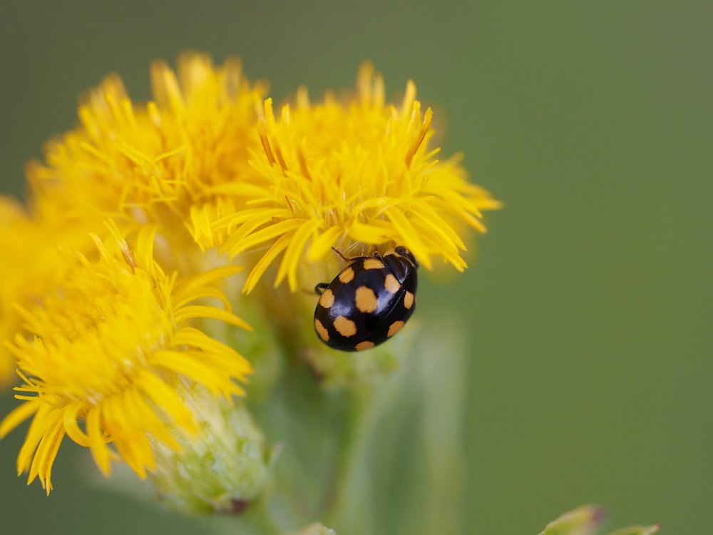 /Propylea quatuordecimpunctata - slunéčko čtrnáctitečné.