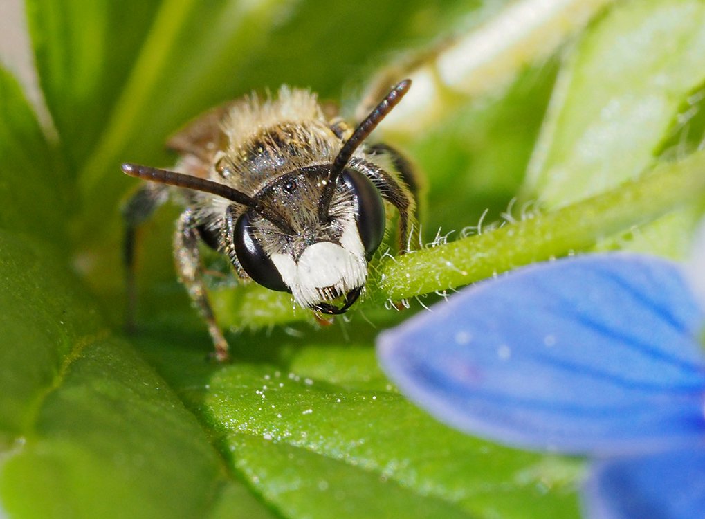 /Andrena labiata, sameček, portrét v detailu.