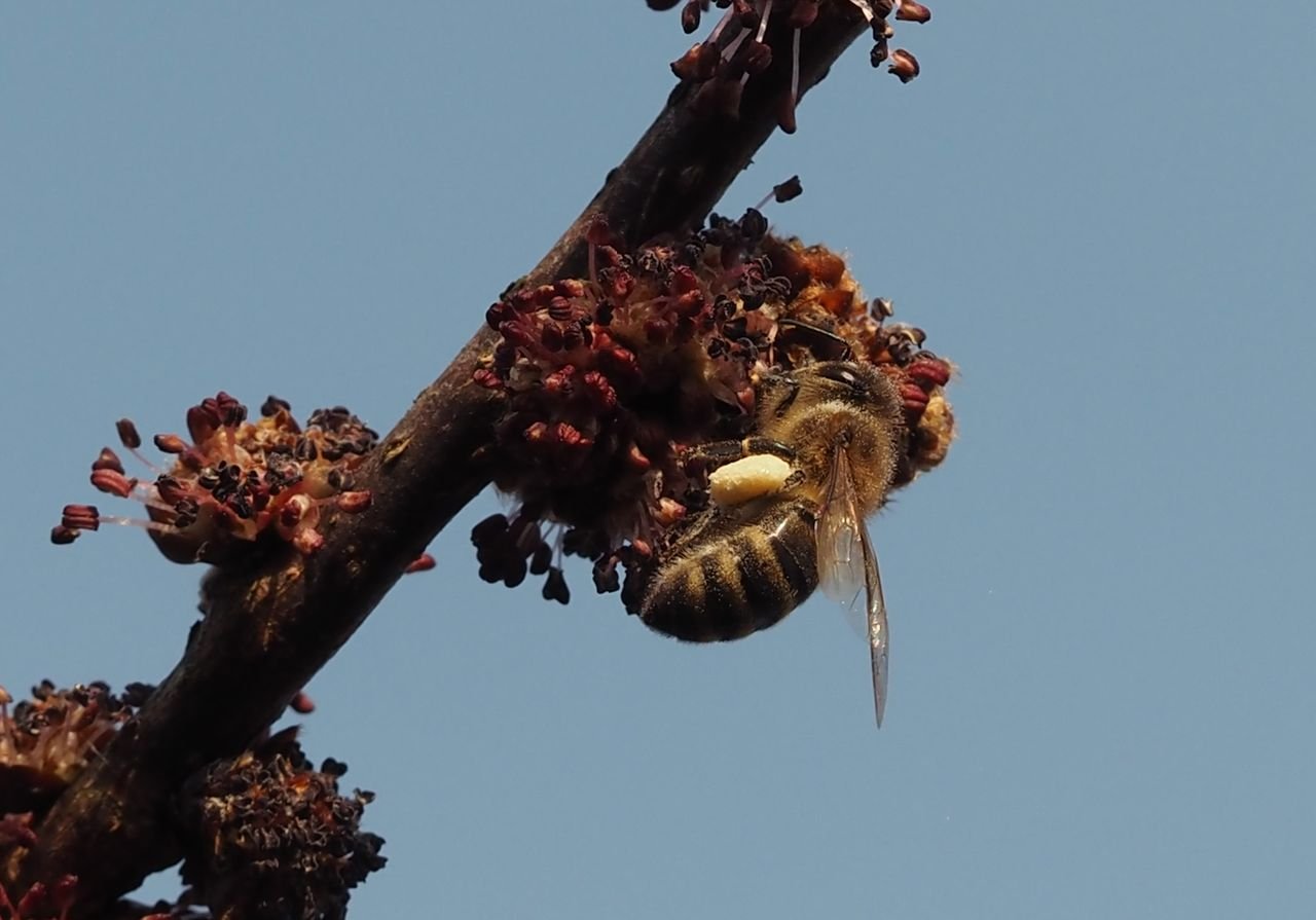/Včela medonosná sbírá na jilmu pyl.